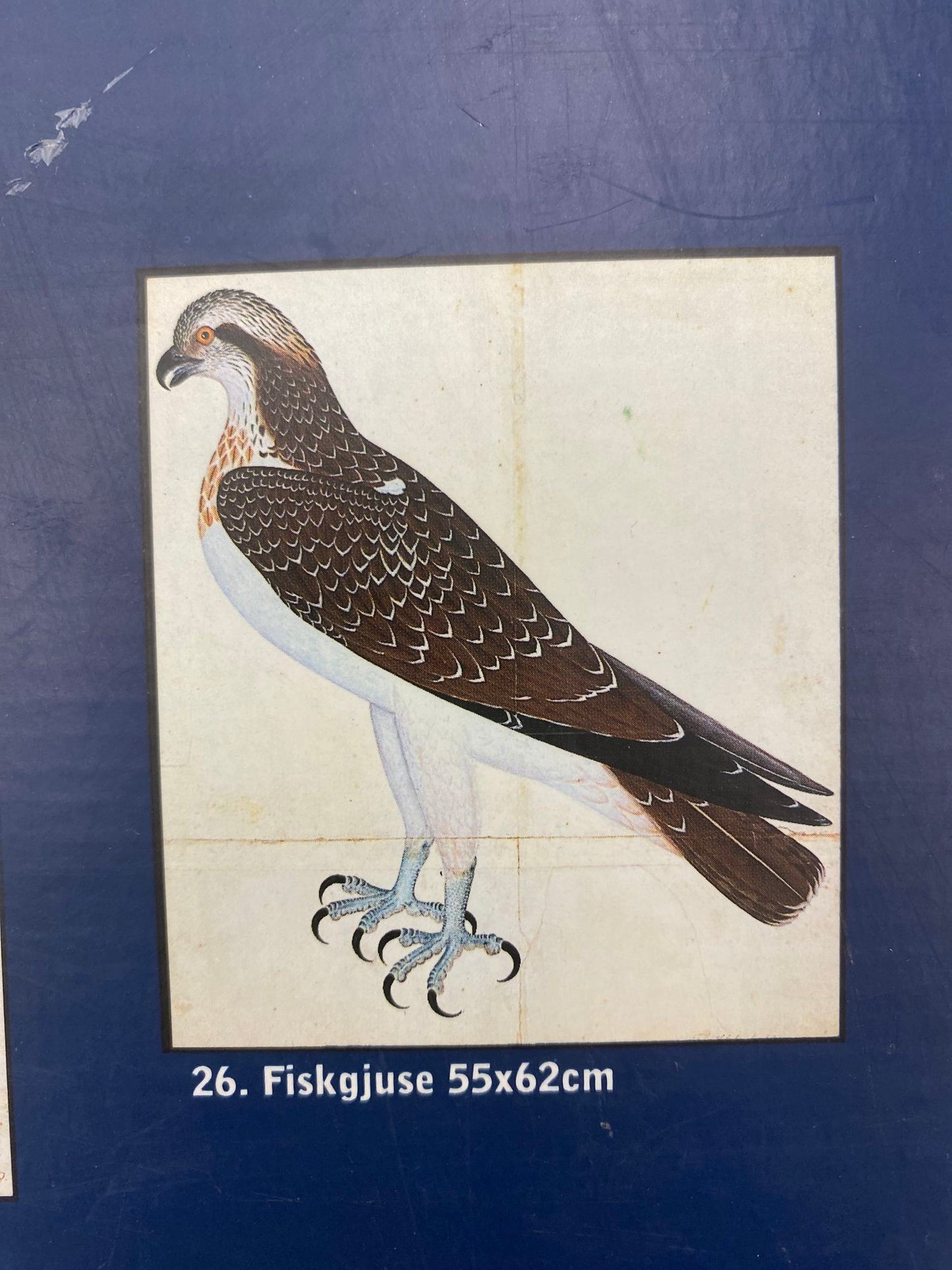 Osprey, Fiskgjuse Plate 26 by Coeckelbergh from "The Great Bird Book" by Olof Rudbeck the Younger (1660-1740) Offset Lithograph, Printed in Italy, Published in Switzerland