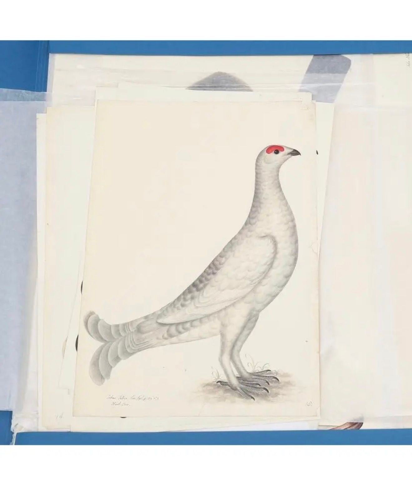 Olof Rudbeck, Swedish 18th Century Monumental Bird Porfolio, 35 images in Modern Facsimile by Rene Coeckelbergh