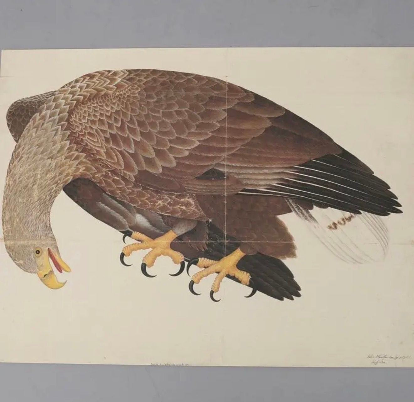 Olof Rudbeck, Swedish 18th Century Monumental Bird Porfolio, 35 images in Modern Facsimile by Rene Coeckelbergh