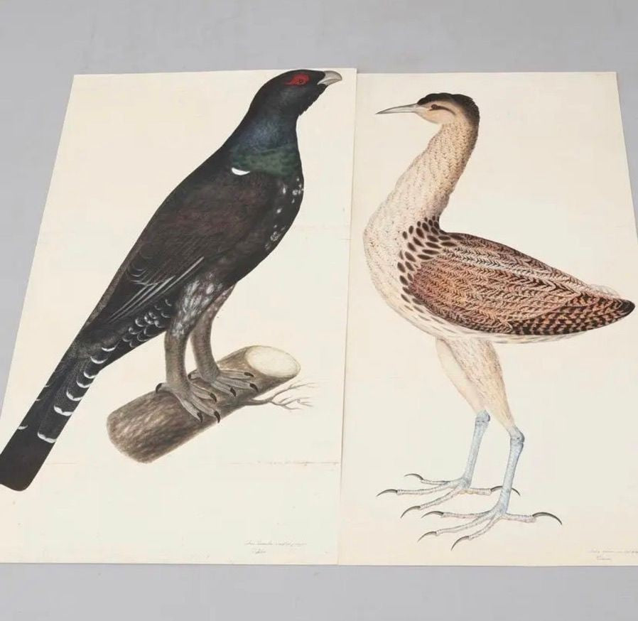 Olof Rudbeck, Swedish 18th Century Monumental Bird Porfolio, 35 images in Modern Facsimile by Rene Coeckelbergh