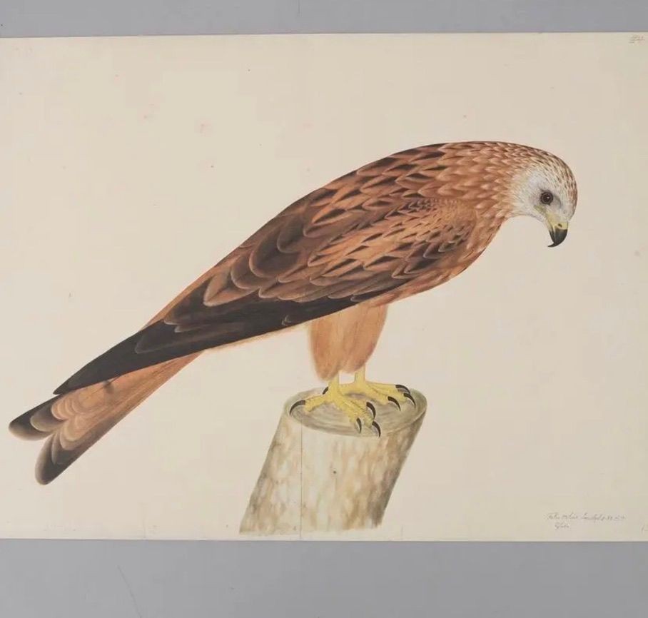 Olof Rudbeck, Swedish 18th Century Monumental Bird Porfolio, 35 images in Modern Facsimile by Rene Coeckelbergh
