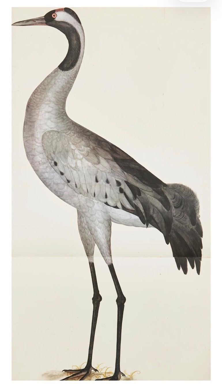 Olof Rudbeck, Swedish 18th Century Monumental Bird Porfolio, 35 images in Modern Facsimile by Rene Coeckelbergh